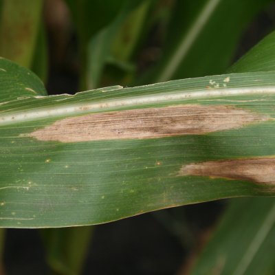 Northern Corn Leaf Blight of Corn
