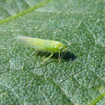 Potato Leafhopper in Alfalfa