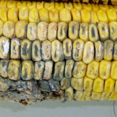 Penicillium Ear Rot of Corn