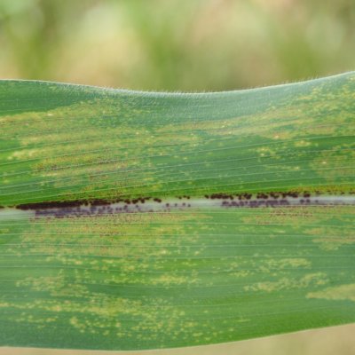 Physoderma Brown Spot of Corn