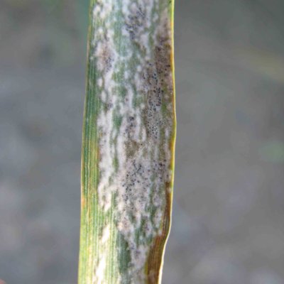 Powdery Mildew of Wheat