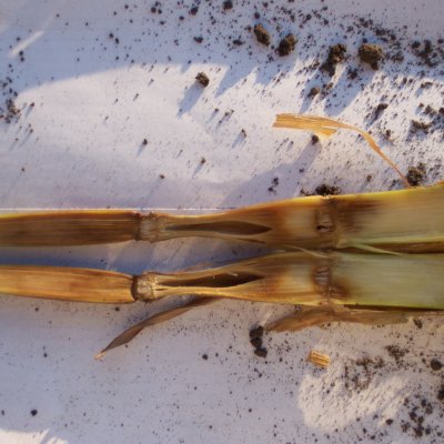Pythium Stalk Rot of Corn