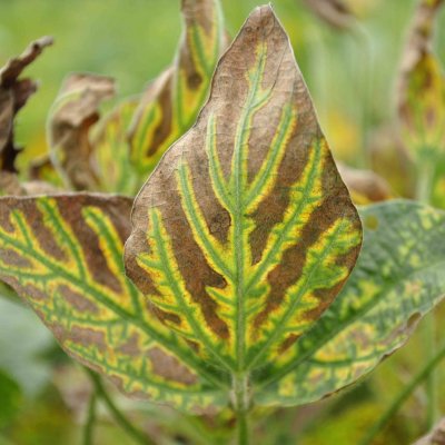 Sudden Death Syndrome of Soybean
