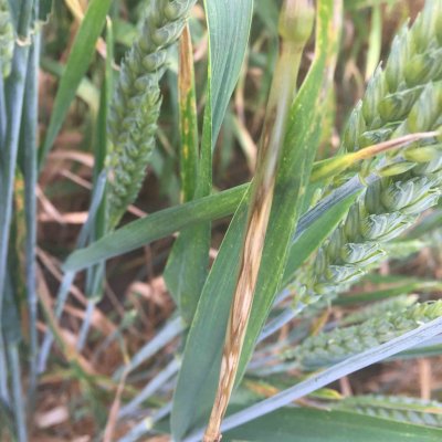 Sharp Eyespot of Wheat