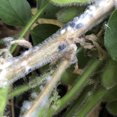 White Mold of Soybean Web Book