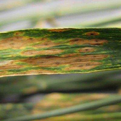 Septoria tritici Blotch of Wheat