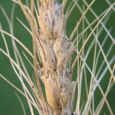 Black Head Molds of Wheat