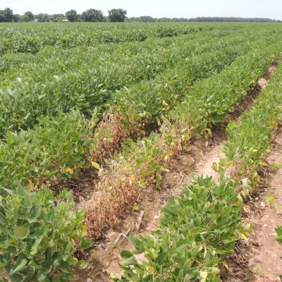 Southern Blight of Soybeans