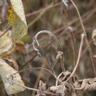 Tobacco Ringspot of Soybean