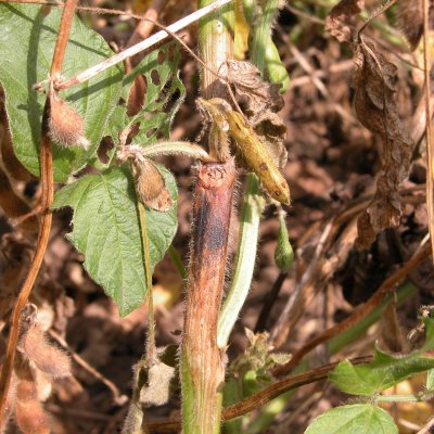 Stem Canker of Soybean