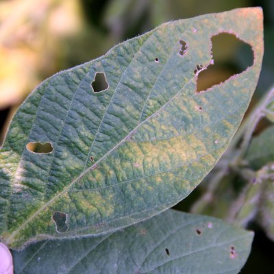 Soybean Dwarf of Soybean