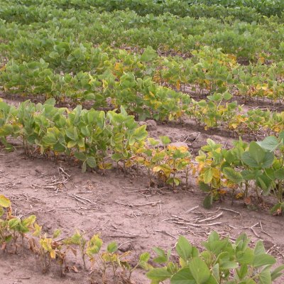 Soybean Cyst Nematode of Soybean