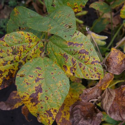 Septoria Brown Spot of Soybean