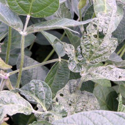 Soybean Mosaic of Soybean