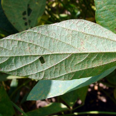 Soybean Rust of Soybean