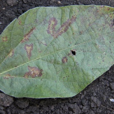 Soybean Vein Necrosis of Soybean