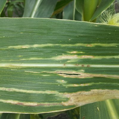 Stewart's Disease of Corn