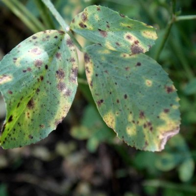 Summer Black Stem and Leaf Spot of Alfalfa