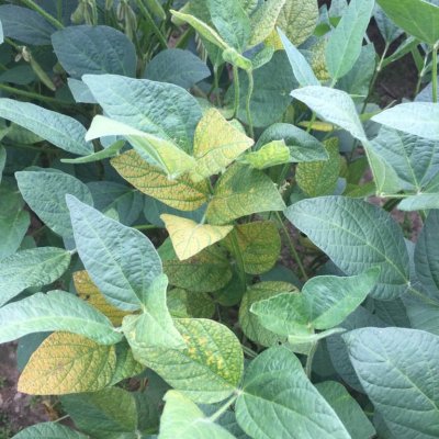 Taproot Decline of Soybean