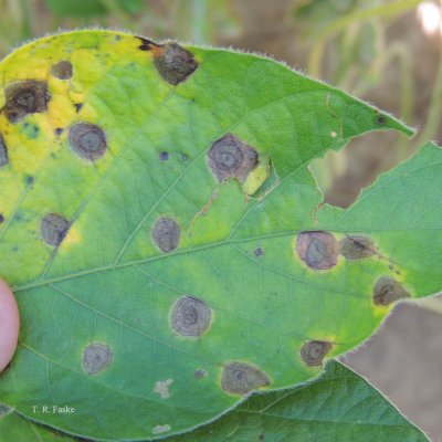 Target Spot of Soybean