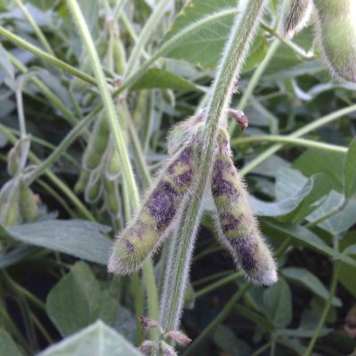 Tobacco Streak of Soybean