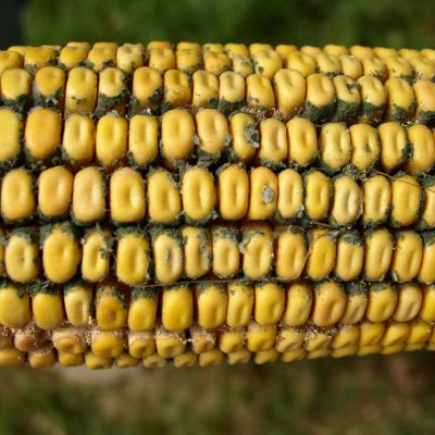 Trichoderma Ear Rot of Corn