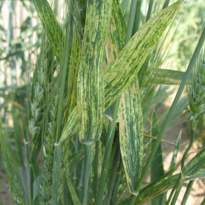Wheat Streak Mosaic, High Plains Disease, and Triticum Mosaic of Wheat