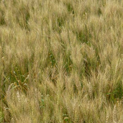 Aster Yellows of Wheat