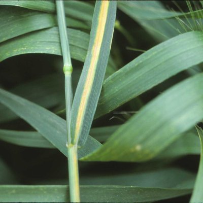 Cephalosporium Stripe of Wheat