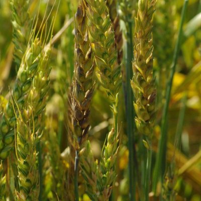 Stagonospora Leaf and Glume Blotch of Wheat