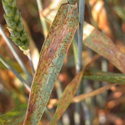 Leaf Rust of Wheat
