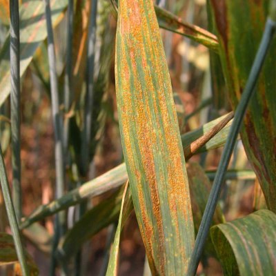 Stripe Rust of Wheat