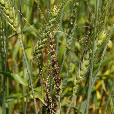 Loose Smut of Wheat