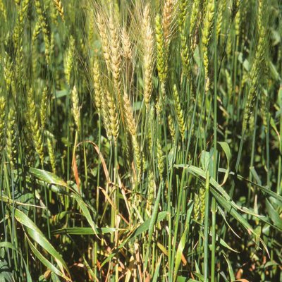 Take-All of Wheat