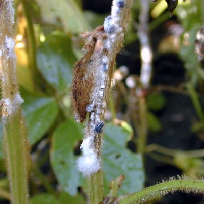White Mold of Soybean