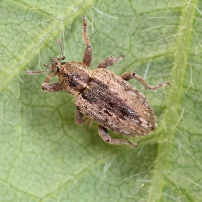 Alfalfa Weevil in Alfalfa