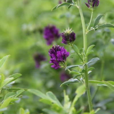 Disease Look-alikes and Normal Development of Alfalfa