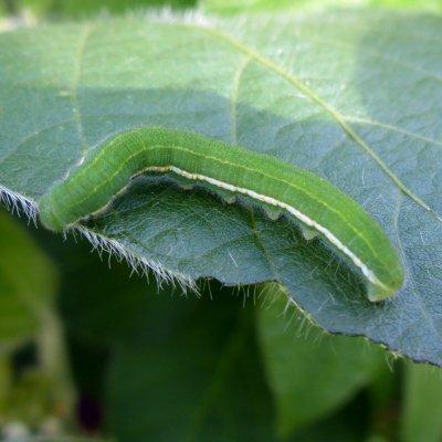 Alfalfa Caterpillar in Soybean
