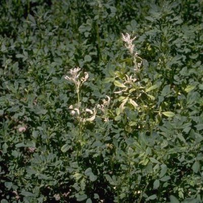 Alfalfa Stem Nematode of Alfalfa