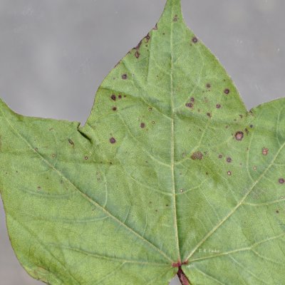 Alternaria Leaf Spot of Cotton
