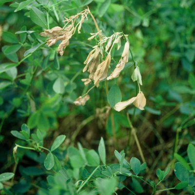 Anthracnose Crown and Stem Rot of Alfalfa
