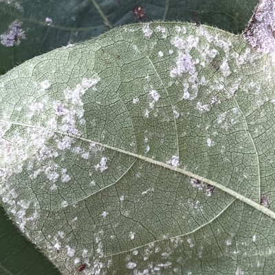 Areolate Mildew of Cotton