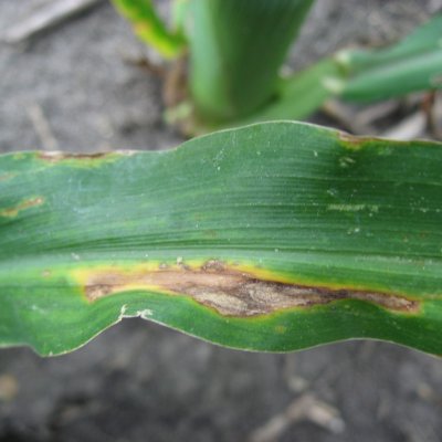 Anthracnose Leaf Blight of Corn