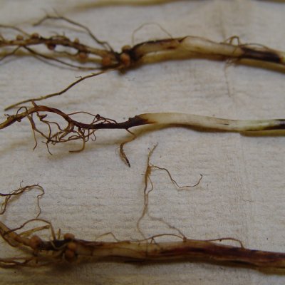 Fusarium Root Rot and Wilt of Soybean