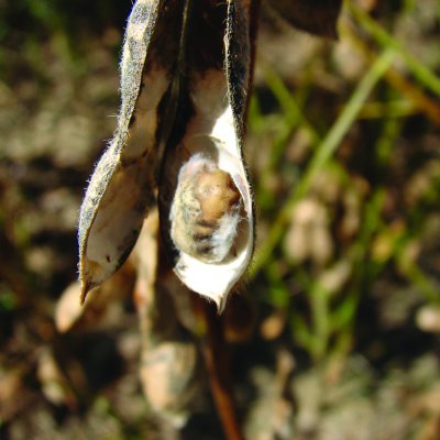 Diaporthe Seed Decay of Soybean