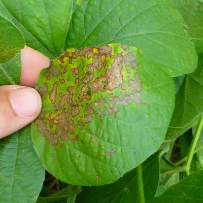 Phyllosticta Leaf Spot of Soybean
