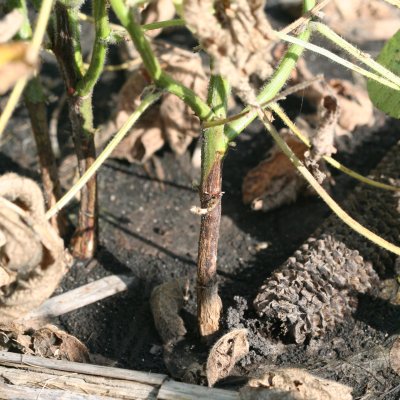 Phytophthora Root and Stem Rot of Soybean