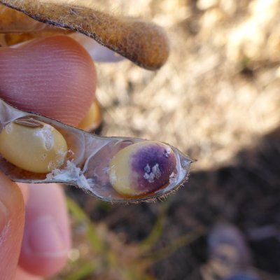 Purple Seed Stain of Soybean