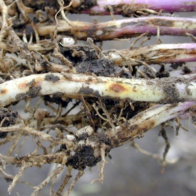 Rhizoctonia Seedling Blight and Root Rot of Soybean