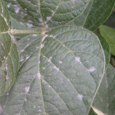 Powdery Mildew of Soybean